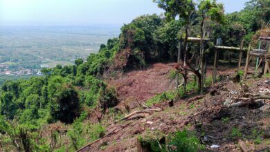 Perhutani Hentikan Sementara Proyek Wisata Gunung Pinang, Bantah Ada Penebangan Pohon