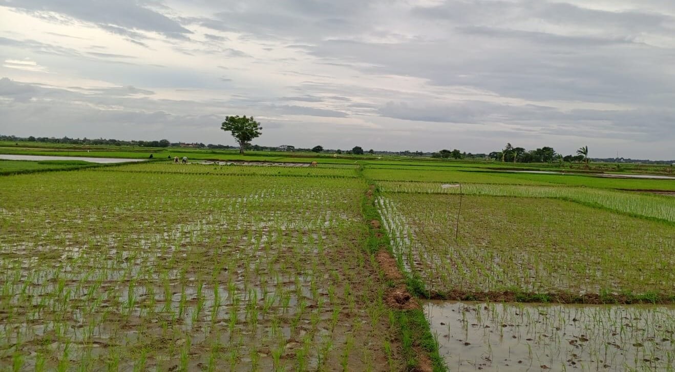 Nilai Tukar Petani Banten 2026 Menurun