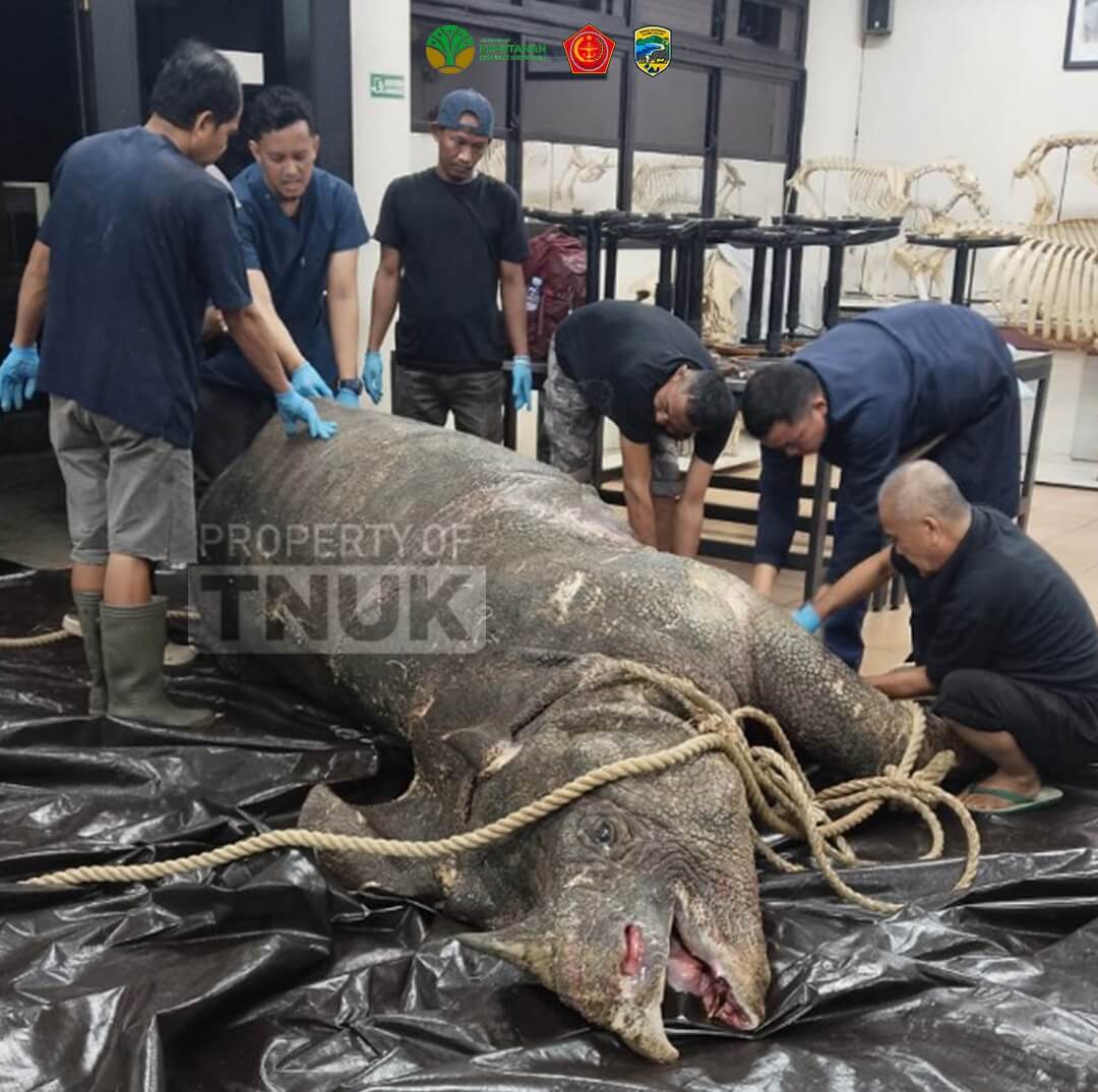 Badak Jawa Pertama yang Ditranslokasi ke JRSCA Mati
